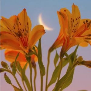 Meet your Posher, Priya